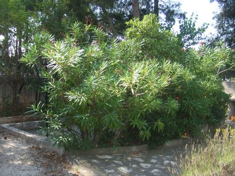 Vente Terrain constructible Vitrolles 13127  arboré, sans vis-à-vis et clôturé